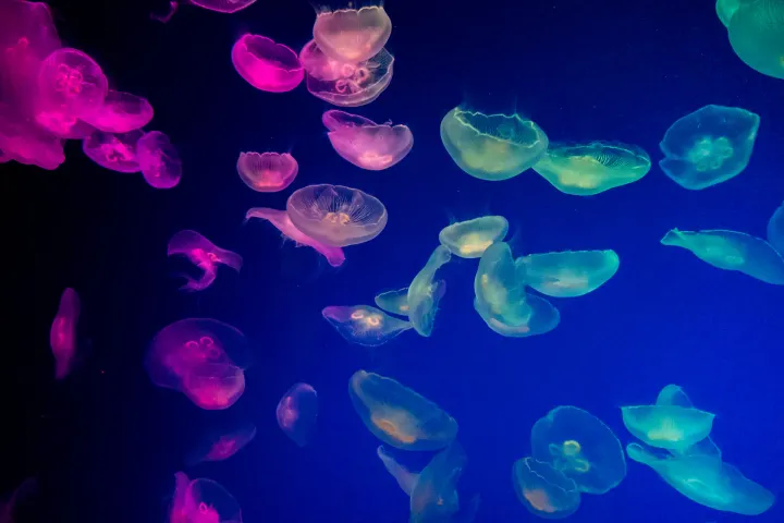 Pink and pale teal jellyfish drifting against a deep blue background